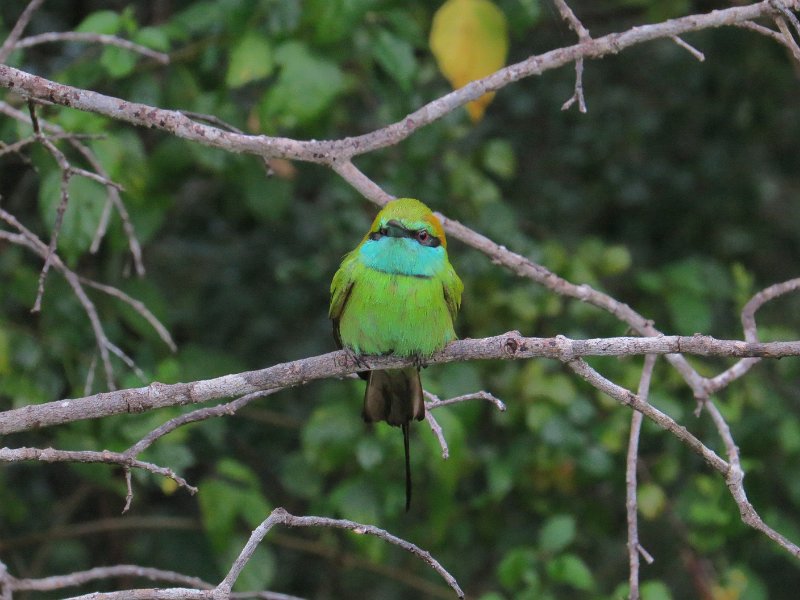 G (38) Little Green Bee-eater - Yala NP.JPG